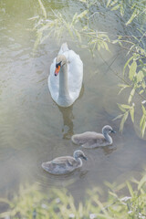 Mother swan with her babies in a pond framed with green leaves © Michael O'Neill