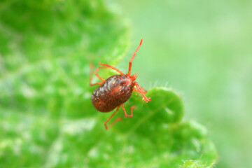A tick mite in green leaves, North China