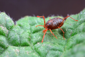 A tick mite in green leaves, North China