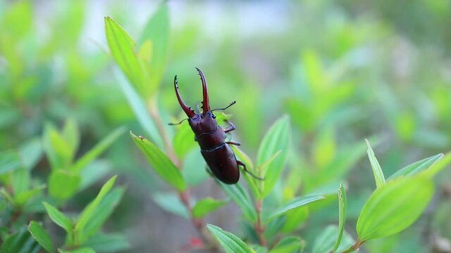 Footage the stag beetle is a hard-earned insect species of Thailand.	
