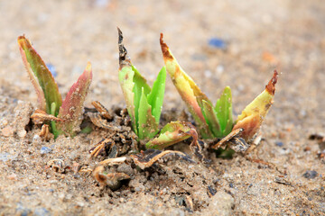 Plants sprout out of the soil