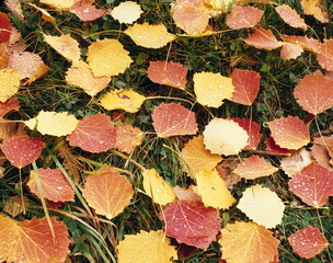 autumn, leaves, close-up, 