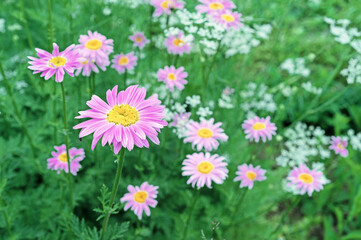 Feverfew (Tanacetum parthenium) or pink chamomile on a natural green background.