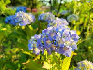 hydrangea, full bloom of hydrangeas