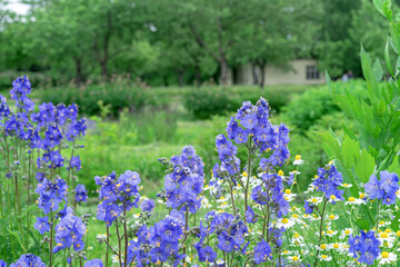 Purple polymonium flowers known as Jacob's-ladder or Greek valerian.