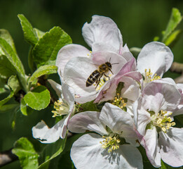 apple tree blooms in the garden. bees collect nectar and pollen