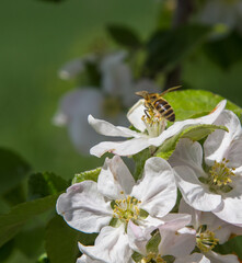 apple tree blooms in the garden. bees collect nectar and pollen
