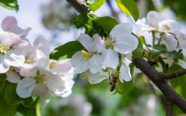 apple tree blooms in the garden. bees collect nectar and pollen