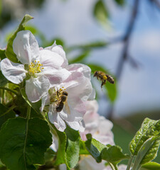 apple tree blooms in the garden. bees collect nectar and pollen