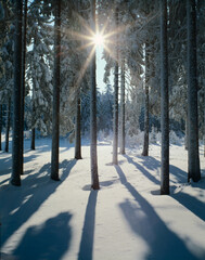 winter forest in the backlight