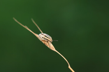 Bedbugs inhabit wild plants in North China
