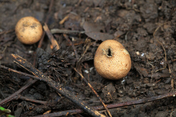 The fruiting bodies of the puffer are in the field, North China