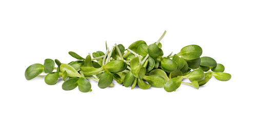 Pile of sunflower sprouts isolated on white background. Vegetarian food. Raw sprouts. Healthy eating concept.