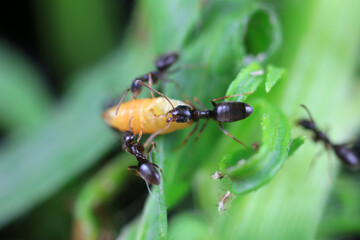 Ants carry food in the wild, North China