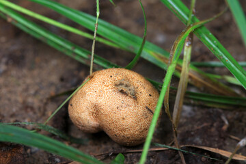 The fruiting bodies of the puffer are in the field, North China