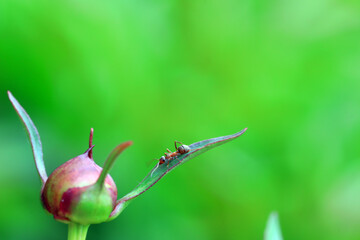 A brown ant crawls on a peony bud, North China