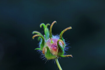 Morning glory seeds in the field, North China