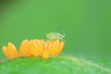 Aphids crawling on ladybird eggs, North China