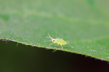 Aphids crawling on wild plants, North China