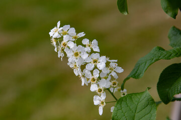 Prunus padus, known as bird cherry, hackberry, hagberry, or Mayday tree, is a flowering plant in the rose family,Helgeland,Nordland county,Norway,scandinavia,Europe