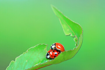 Two ladybugs mate in nature, North China