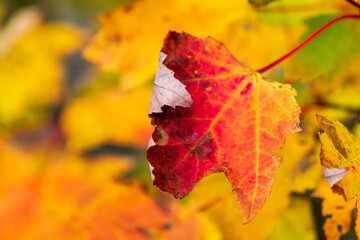 red maple leaf
