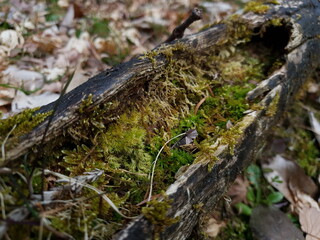 moss on tree