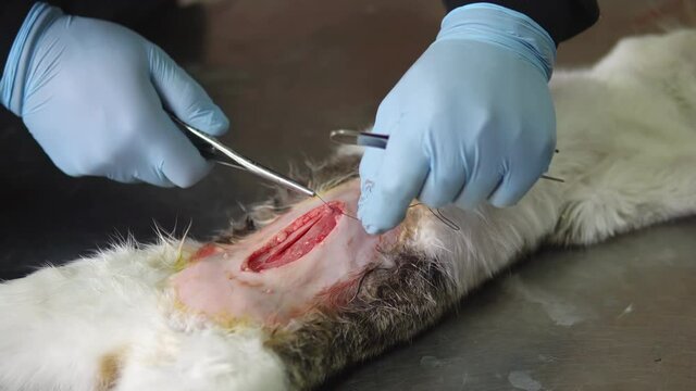 Neutering, sterilization of a cat close-up. End of abdominal surgery, vet using stitches to sew the soft tissues of the abdomen