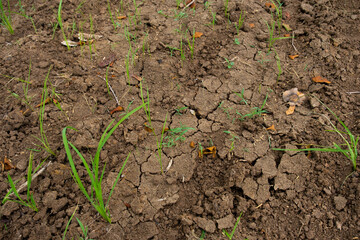 The grass that grew on the rice fields made the rice plants less fed.