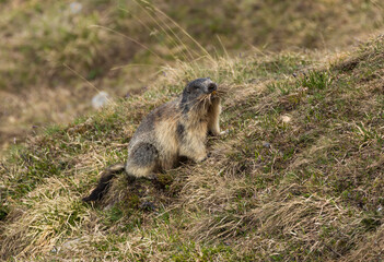 Murmeltier bei Futtersuche.