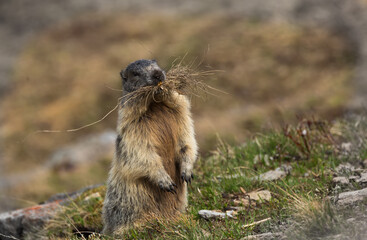 Murmeltier steht aufrecht.