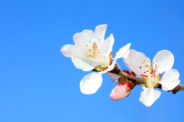 Peach blossom in the park, North China