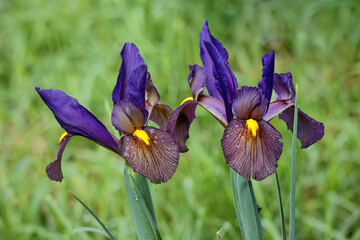 Schwertlilie (Iris) Eye of the Tiger © carinthian
