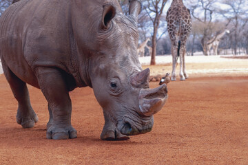 Fototapeta premium Portrait of a male bull white Rhino grazing in Etosha National park, Namibia. Wild african animals.