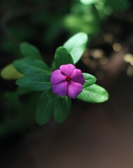purple color flower