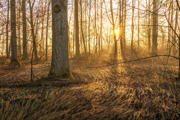 Naklejka premium Sunrise in the flood area near the Rhine at Elchesheim Ilingen