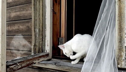 A white cat washes on the windowsill