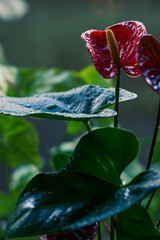 Anthurium flower closeup
