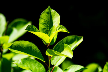 green leaves