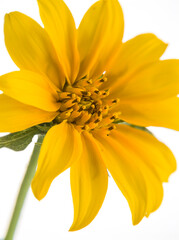 Pistil of a yellow flower on a white background 