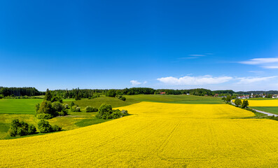 Blühendes Rapsfeld, Bayern, Deutschland