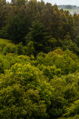 Fototapeta premium Wallpaper of trees in the mountain full of mist. Spring in Ispaster next to Lekeitio, landscapes of Bizkaia. Basque Country
