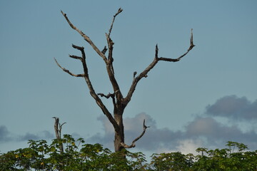 tree in the sky