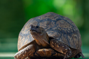 Obraz premium Wild african life. Close up of a cute turtle on a sunny day.