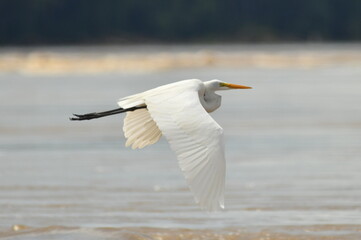 Fototapeta na wymiar snowy egret in flight