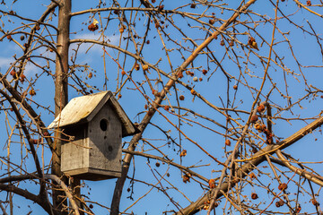 Nesting box on the trunk of an old apple tree. Concept of people care about our feathered fellows.