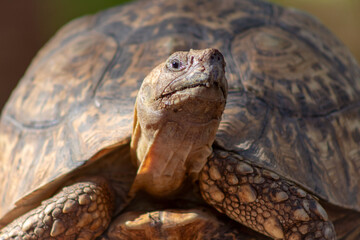 Wild african life. Close up of a cute turtle on a sunny day.