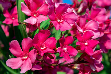 pink flowers (Nerium oleander ) in the garden