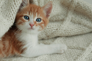Cute kitten lying on knitted blanket, closeup. Space for text
