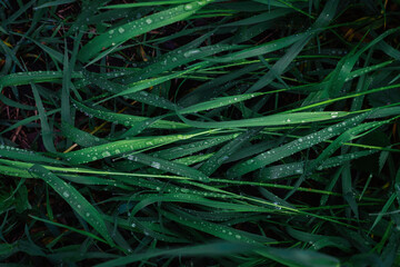 Naklejka na ściany i meble Green grass with raindrops background. Top view.